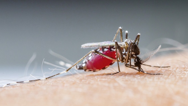 malaria