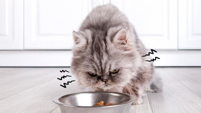 slecht en ongezond voer voor je kat