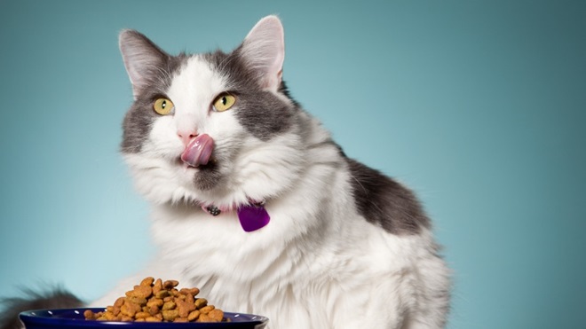 beste voer voor kat