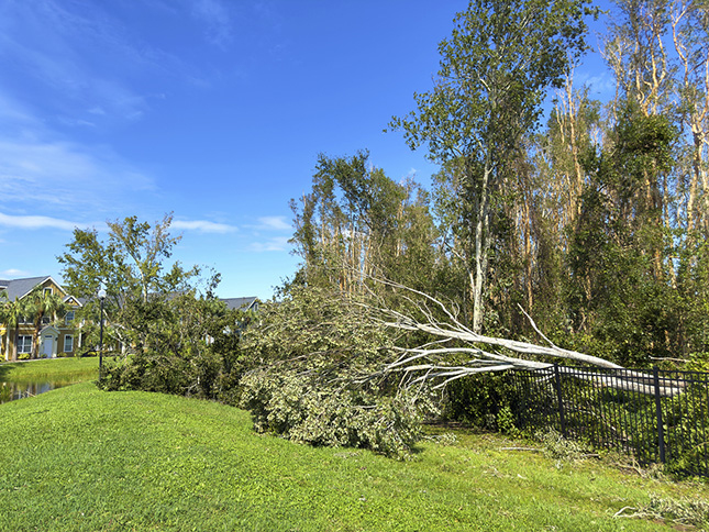 Boom valt in de tuin van de buren