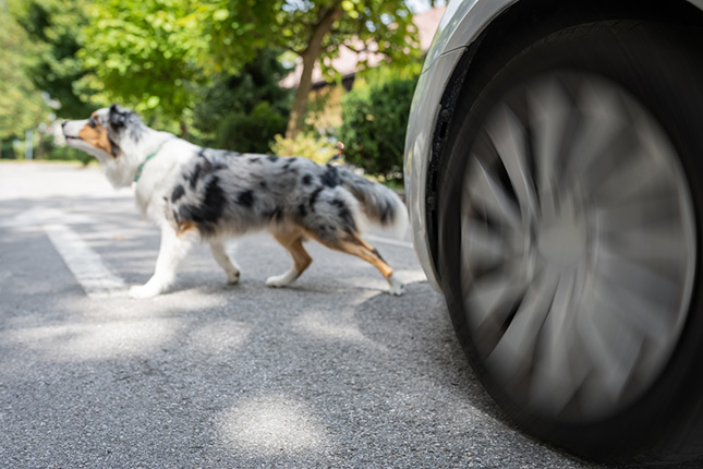 Hond veroorzaakt ongeval